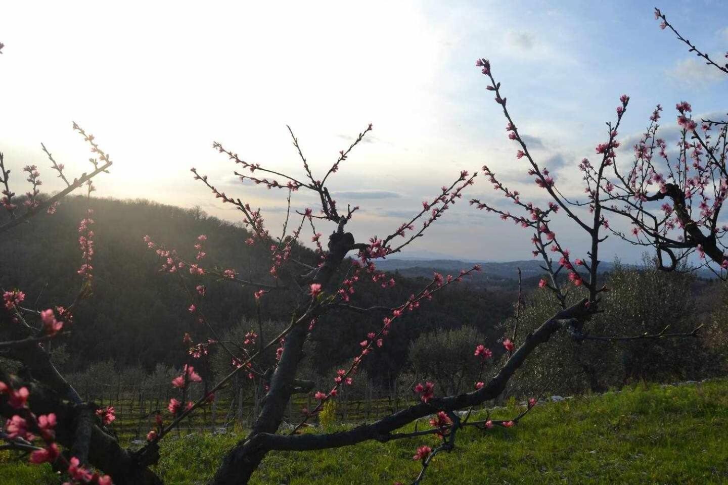 San Donato in Poggio Agriturismo San Silvestro מראה חיצוני תמונה
